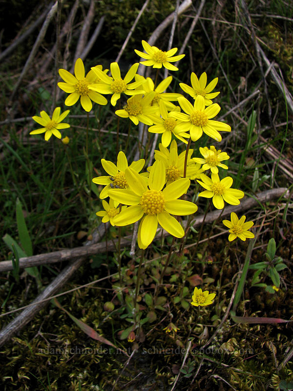 gold stars (Crocidium multicaule) [The Labyrinth, Gifford Pinchot National Forest, Klickitat County, Washington]