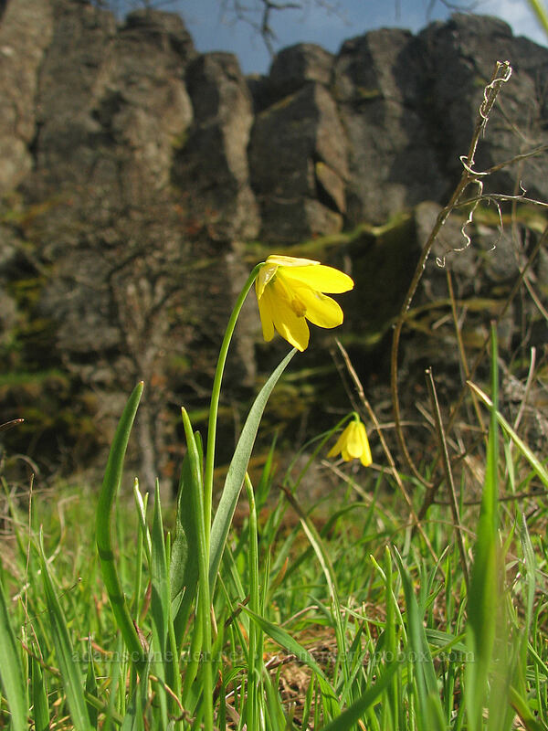 yellow bells (Fritillaria pudica) [The Labyrinth, Gifford Pinchot National Forest, Klickitat County, Washington]