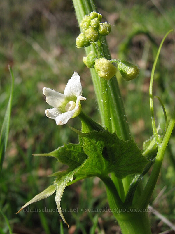 coastal manroot (Marah oregana (Marah oreganus)) [The Labyrinth, Gifford Pinchot National Forest, Klickitat County, Washington]