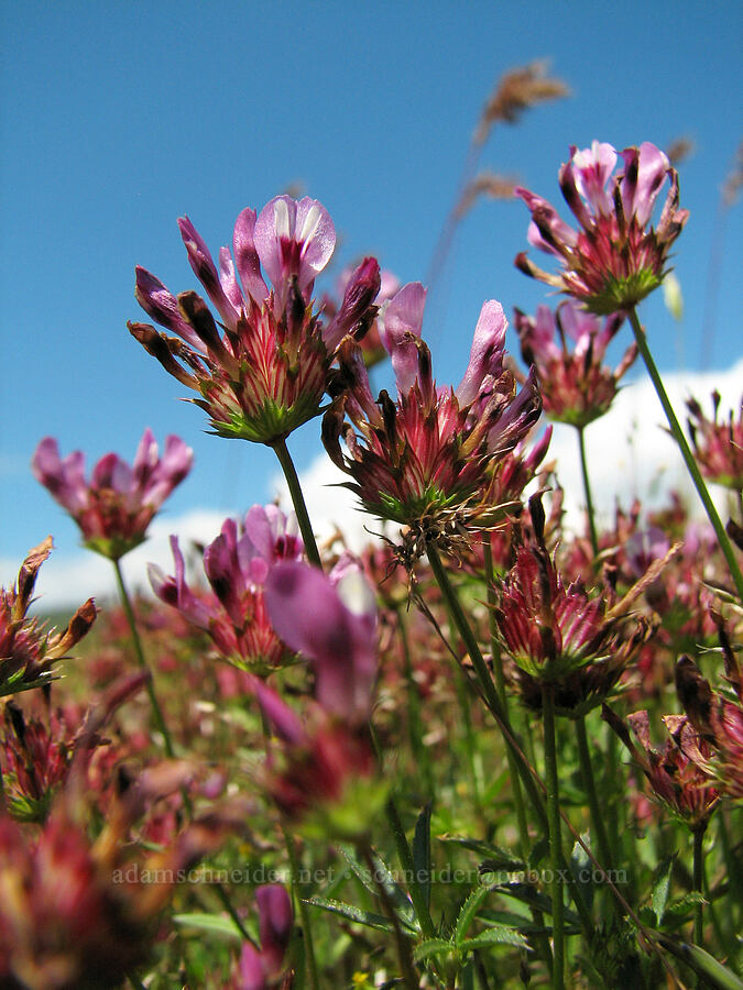 tomcat clover (Trifolium willdenovii) [Catherine Creek, Klickitat County, Washington]