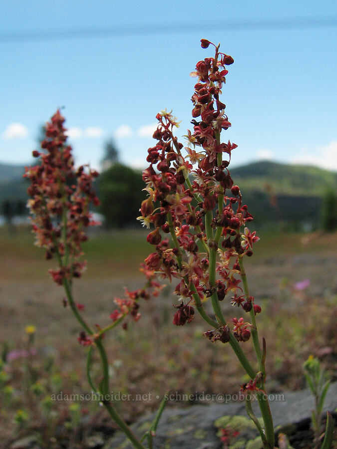 sheep sorrel (Rumex acetosella) [Catherine Creek, Klickitat County, Washington]