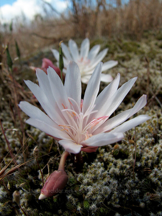 bitterroot (Lewisia rediviva) [Catherine Creek, Klickitat County, Washington]
