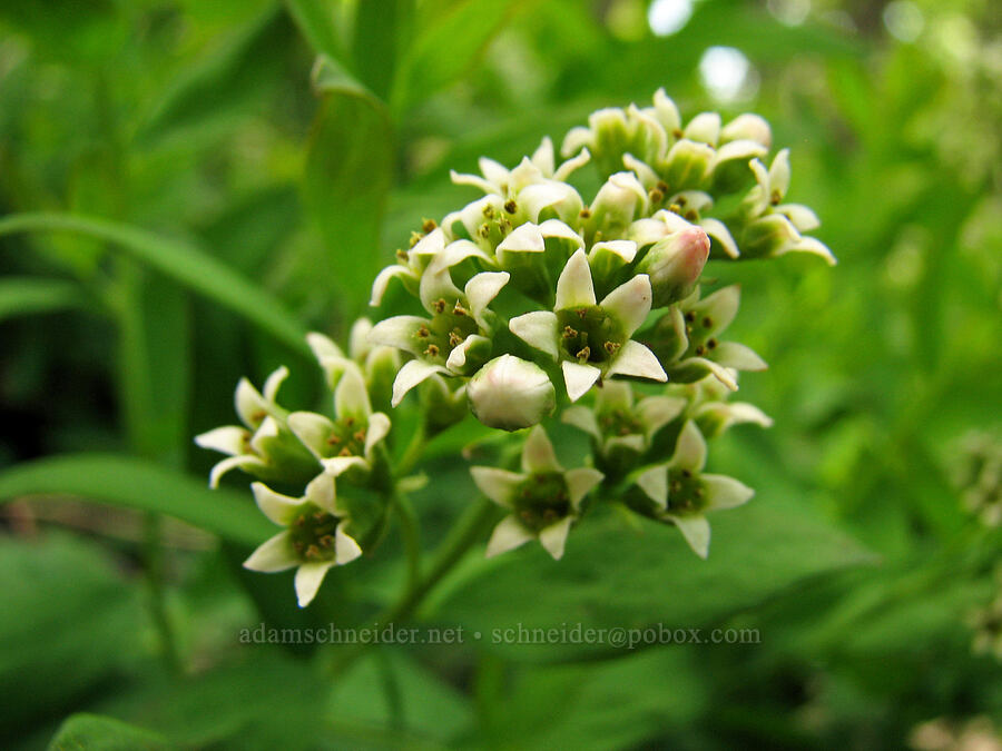 bastard toadflax (Comandra umbellata) [Catherine Creek, Klickitat County, Washington]