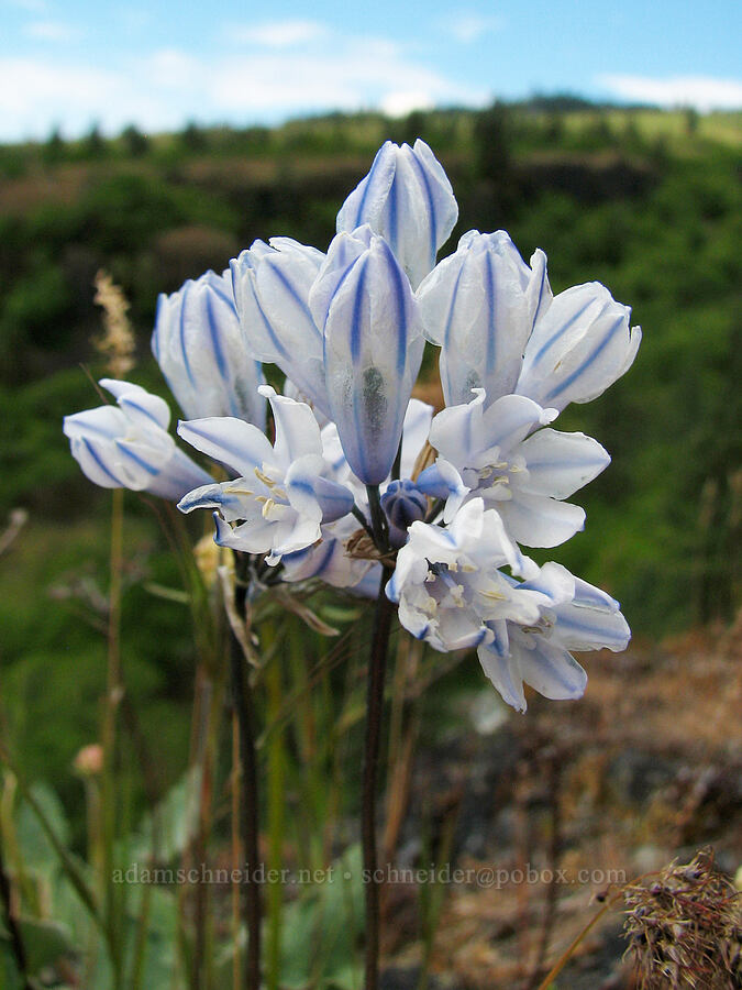 bi-colored cluster lily (Triteleia grandiflora var. howellii (Brodiaea bicolor)) [Catherine Creek, Klickitat County, Washington]