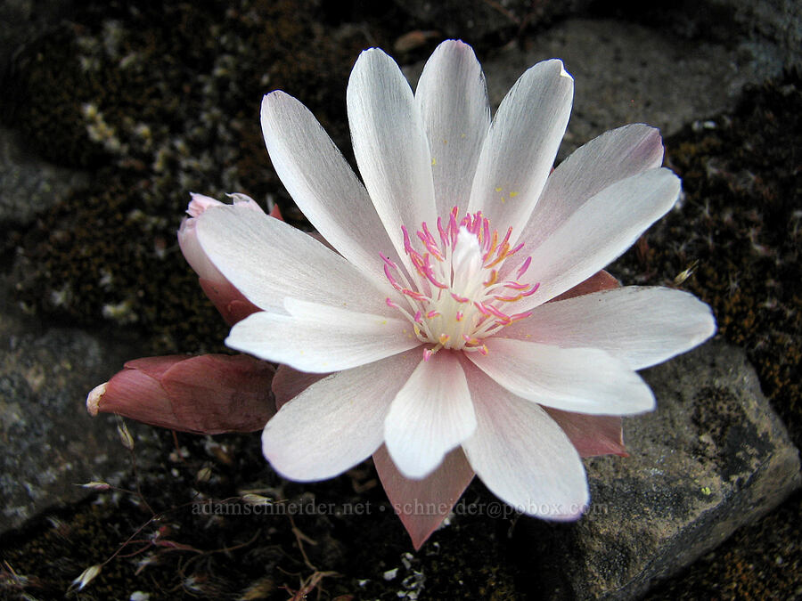 bitterroot (Lewisia rediviva) [Catherine Creek, Klickitat County, Washington]