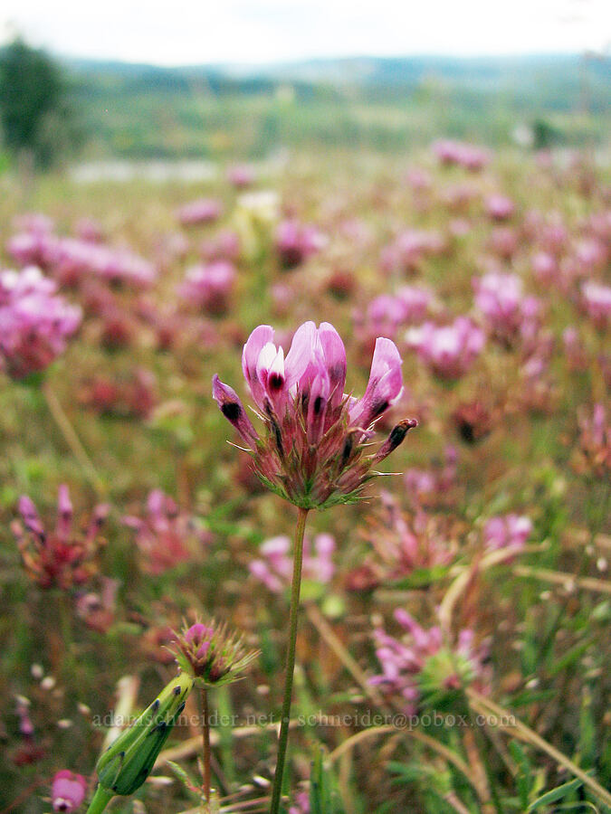 tomcat clover (Trifolium willdenovii) [Catherine Creek, Klickitat County, Washington]