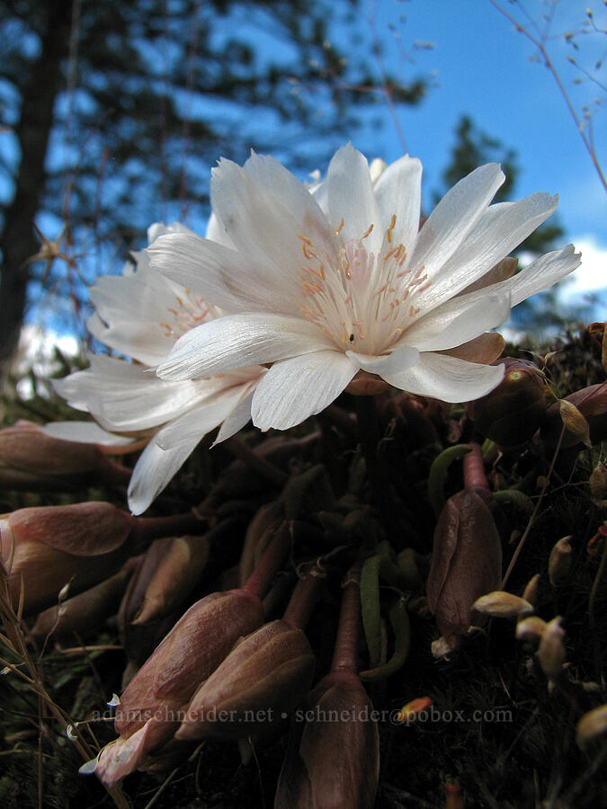 bitterroot (Lewisia rediviva) [Catherine Creek, Klickitat County, Washington]