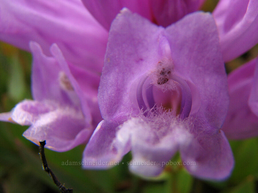 Barrett's penstemon (Penstemon barrettiae) [Catherine Creek, Klickitat County, Washington]