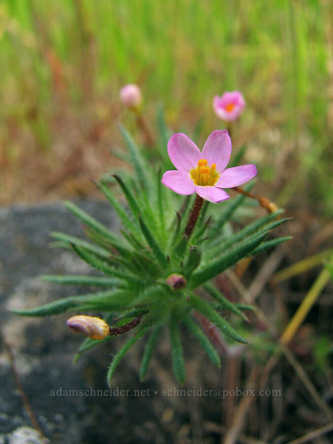baby stars (Leptosiphon bicolor (Linanthus bicolor)) [Catherine Creek, Klickitat County, Washington]