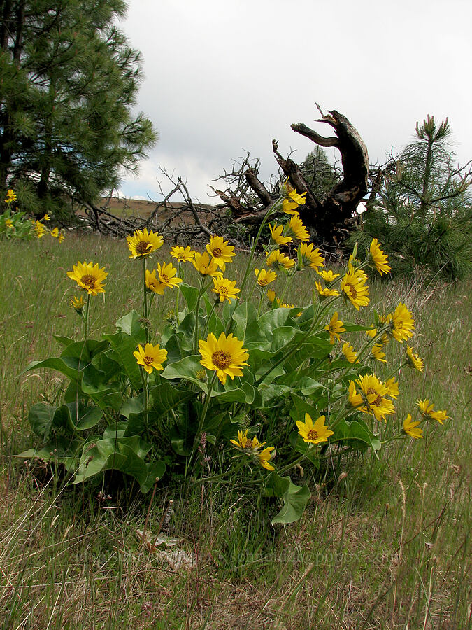 Carey's balsamroot (Balsamorhiza careyana) [Catherine Creek, Klickitat County, Washington]