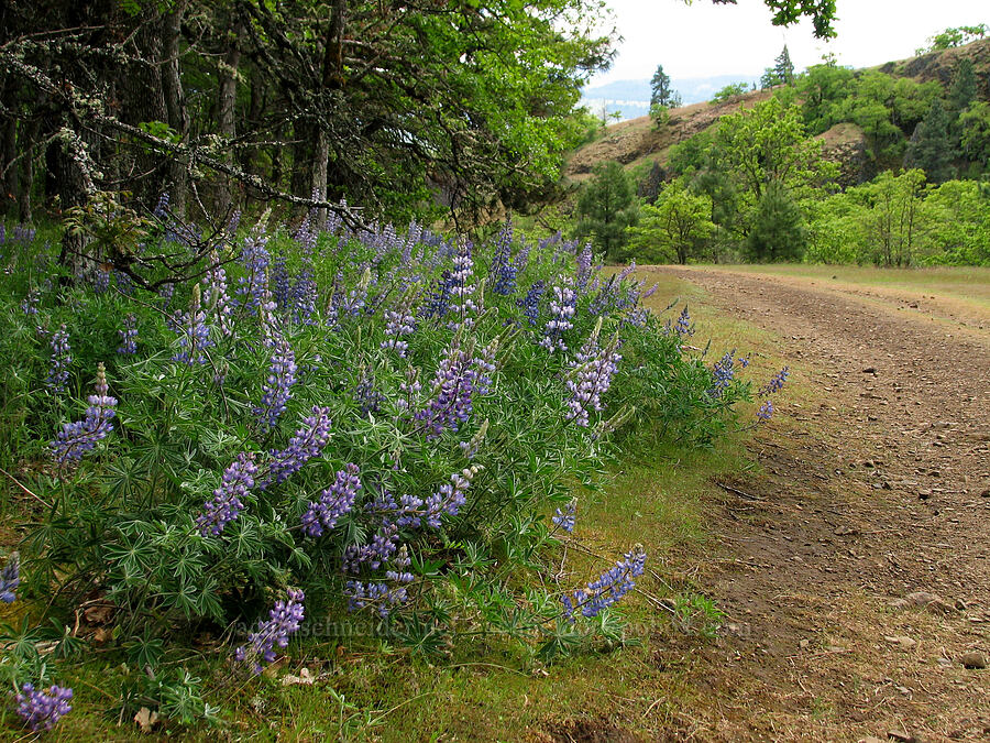 lupines (Lupinus sp.) [Catherine Creek, Klickitat County, Washington]