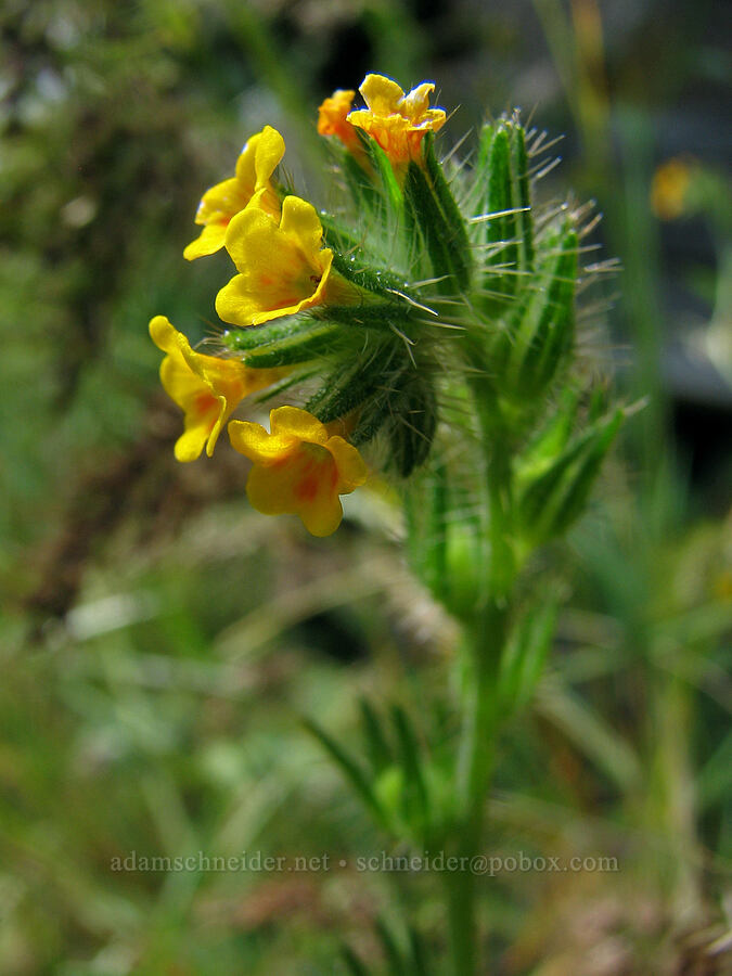 fiddleneck (Amsinckia sp.) [Catherine Creek, Klickitat County, Washington]