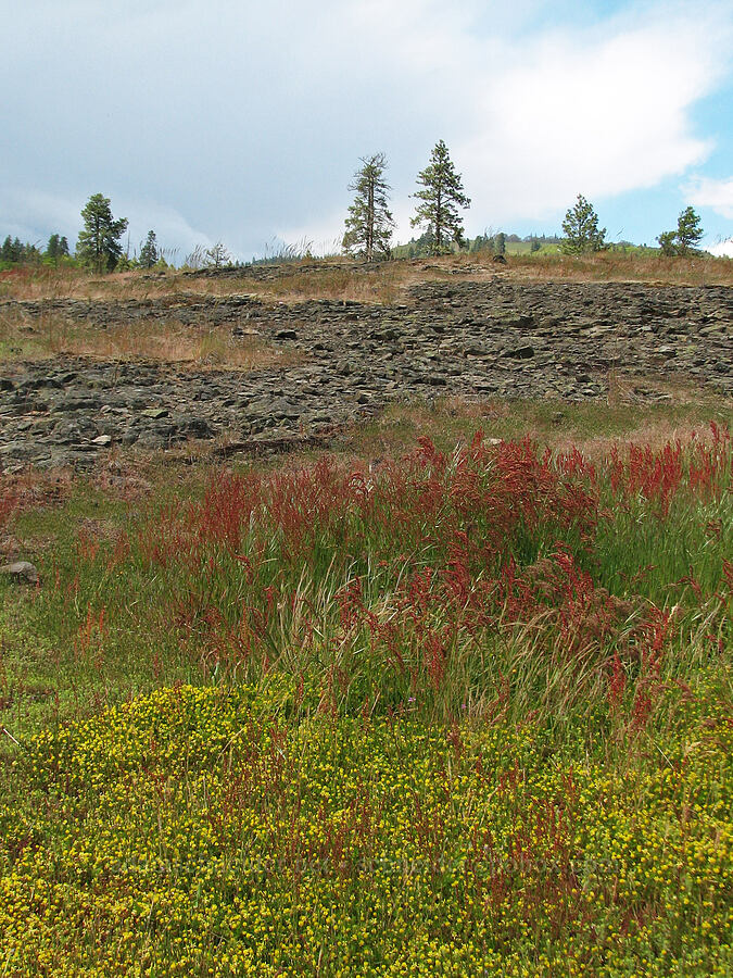colors [Catherine Creek, Klickitat County, Washington]