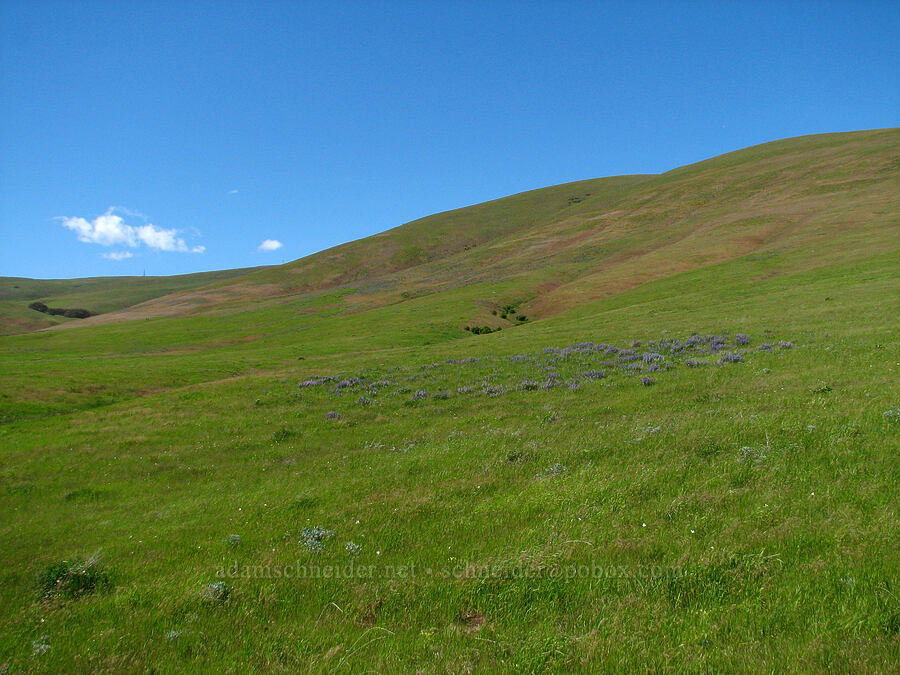 Columbia Hills [Dalles Mountain Road, Klickitat County, Washington]
