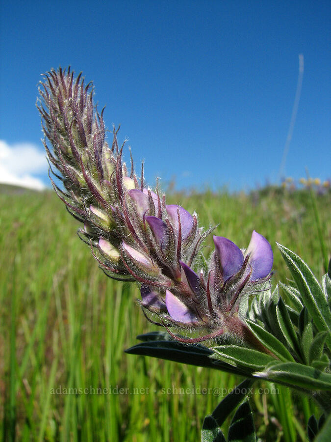 lupine (Lupinus sp.) [Dalles Mountain Road, Klickitat County, Washington]