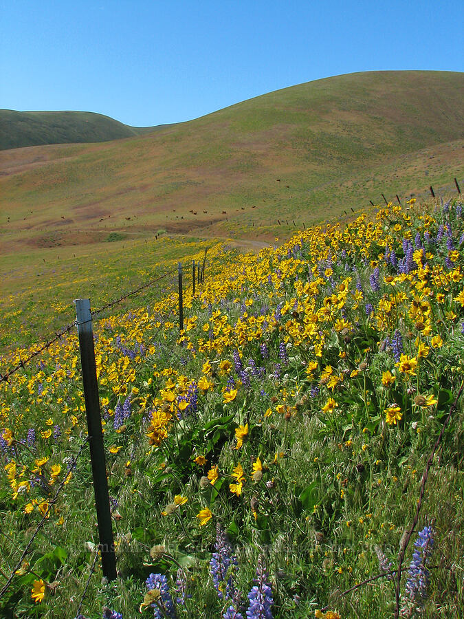 balsamroot & lupine (Balsamorhiza sp., Lupinus sp.) [Dalles Mountain Road, Klickitat County, Washington]