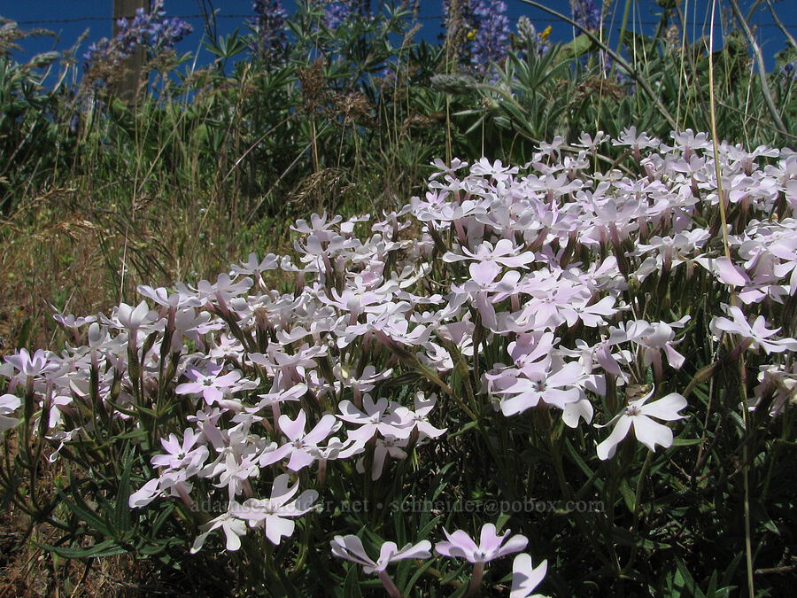 showy phlox (Phlox speciosa) [Dalles Mountain Road, Klickitat County, Washington]