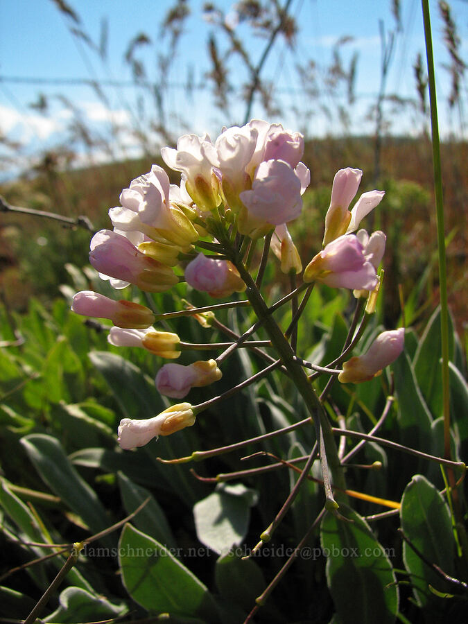 dagger pod (Phoenicaulis cheiranthoides) [Dalles Mountain Road, Klickitat County, Washington]