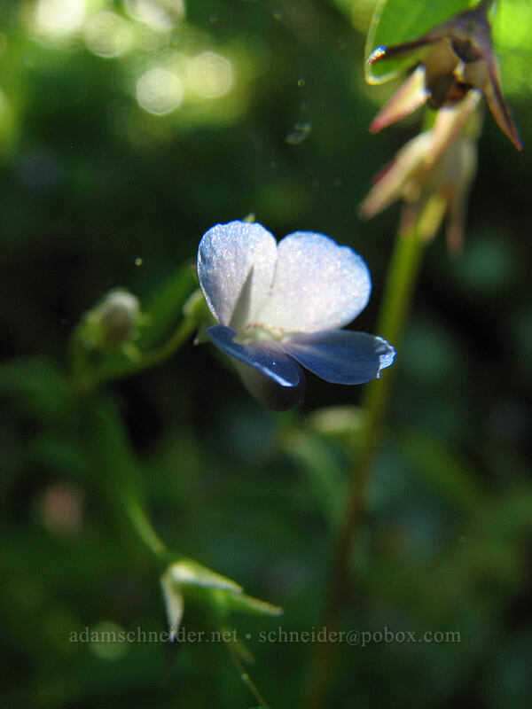 small-flowered blue-eyed Mary (Collinsia parviflora) [Angel's Rest Trail, Columbia River Gorge, Multnomah County, Oregon]