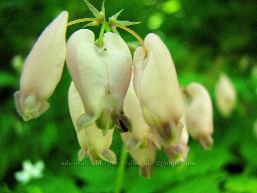 very pale bleeding-hearts (Dicentra formosa) [Angel's Rest Trail, Columbia River Gorge, Multnomah County, Oregon]