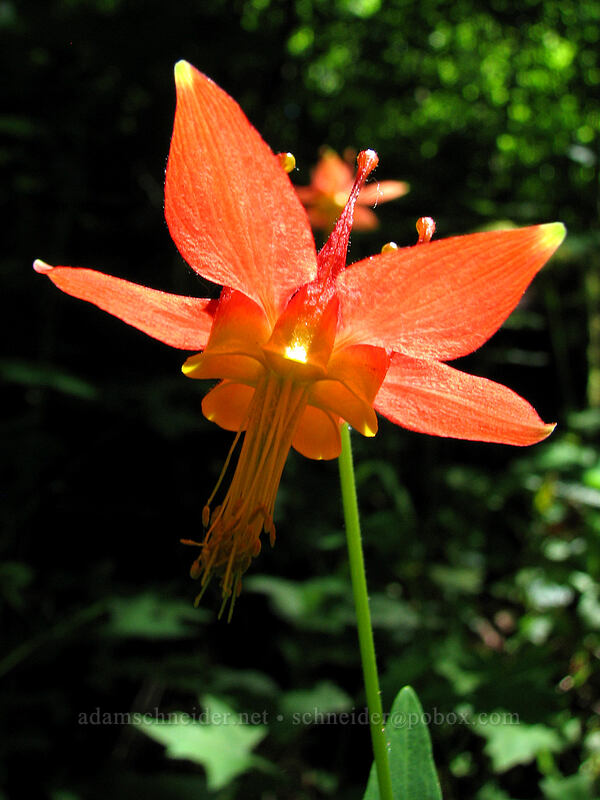 scarlet columbine (Aquilegia formosa) [Angel's Rest Trail, Columbia River Gorge, Multnomah County, Oregon]