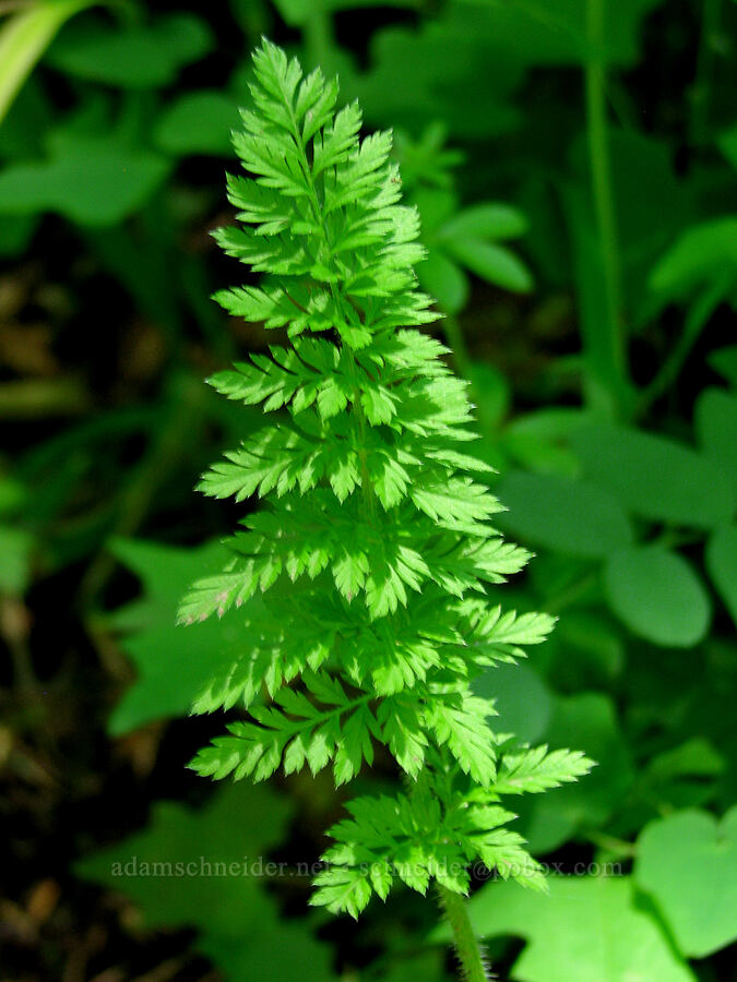 leaves [Angel's Rest Trail, Columbia River Gorge, Multnomah County, Oregon]