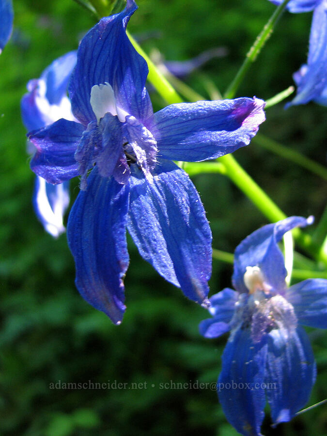 larkspur (Delphinium sp.) [Angel's Rest Trail, Columbia River Gorge, Multnomah County, Oregon]