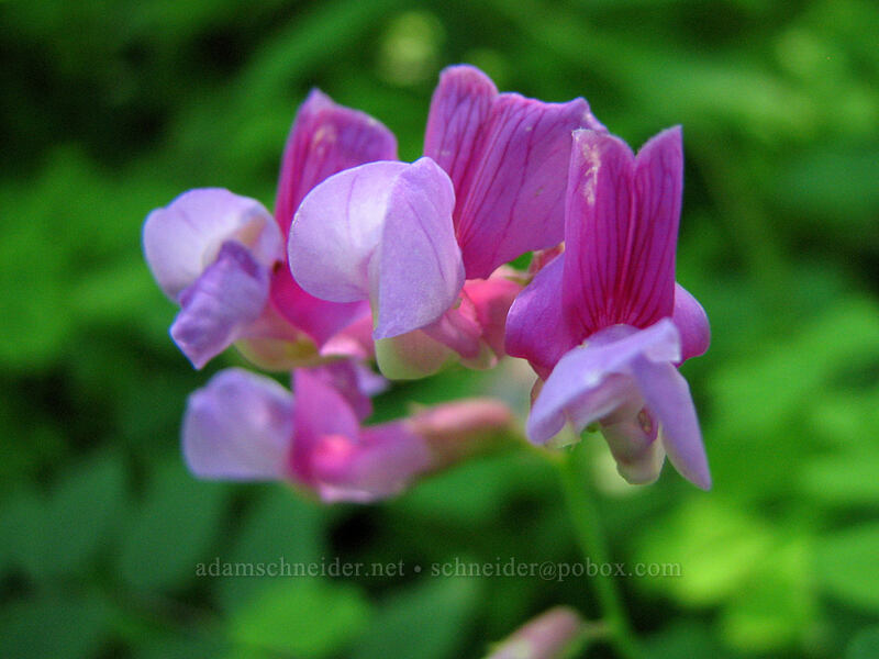 vetch or pea-vine [Angel's Rest Trail, Columbia River Gorge, Multnomah County, Oregon]