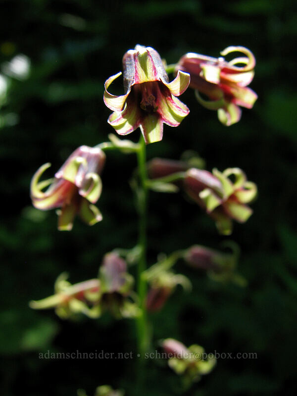 western featherbells (bronze bells) (Anticlea occidentalis (Stenanthium occidentale)) [Angel's Rest Trail, Columbia River Gorge, Multnomah County, Oregon]