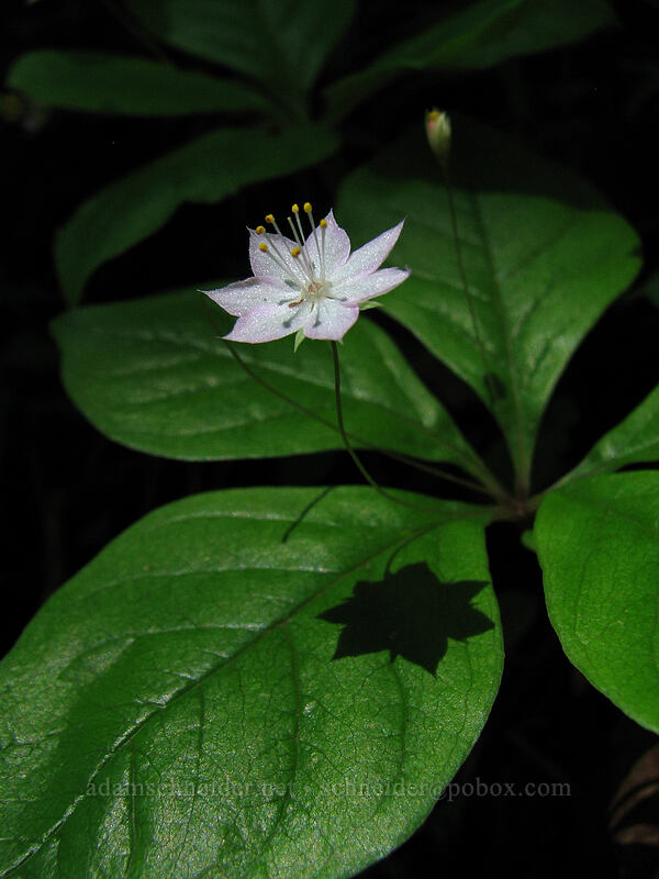 Pacific starflower (Trientalis latifolia (Trientalis borealis ssp. latifolia)) [Angel's Rest Trail, Columbia River Gorge, Multnomah County, Oregon]