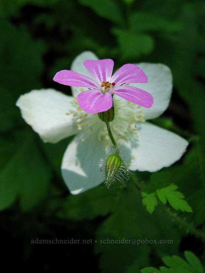 Herb Robert & Columbia windflower (Geranium robertianum, Anemone deltoidea (Anemonastrum deltoideum)) [Angel's Rest Trail, Columbia River Gorge, Multnomah County, Oregon]