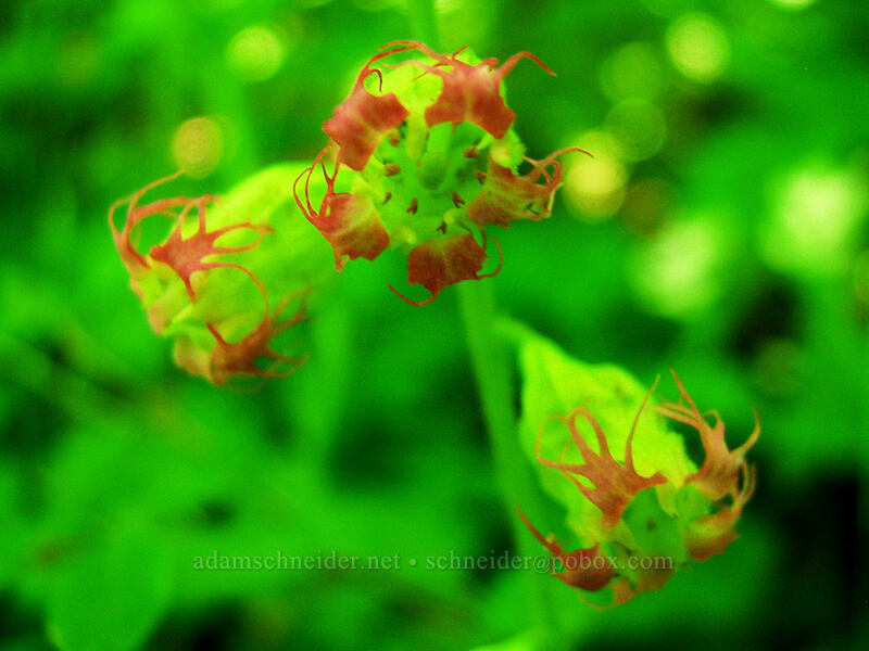 fringe cups (Tellima grandiflora) [Angel's Rest Trail, Columbia River Gorge, Multnomah County, Oregon]