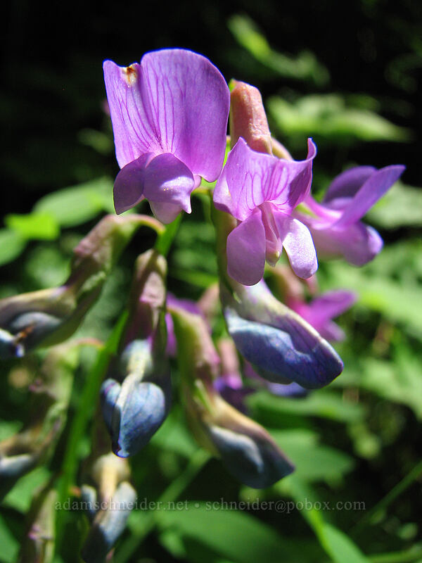 pea-vine (Lathyrus sp.) [Angel's Rest Trail, Columbia River Gorge, Multnomah County, Oregon]