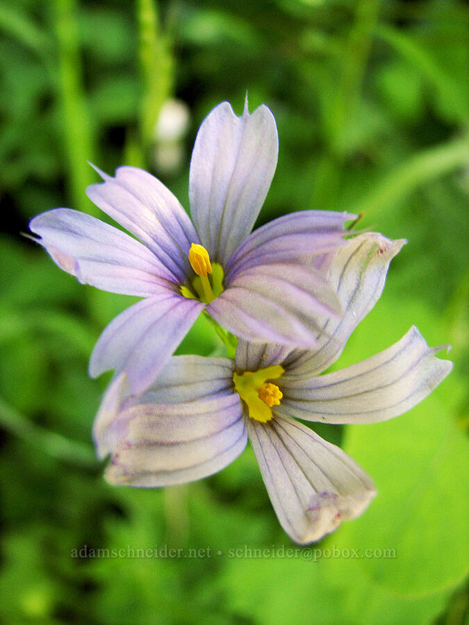 blue-eyed grass (Sisyrinchium idahoense) [Angel's Rest Trail, Columbia River Gorge, Multnomah County, Oregon]