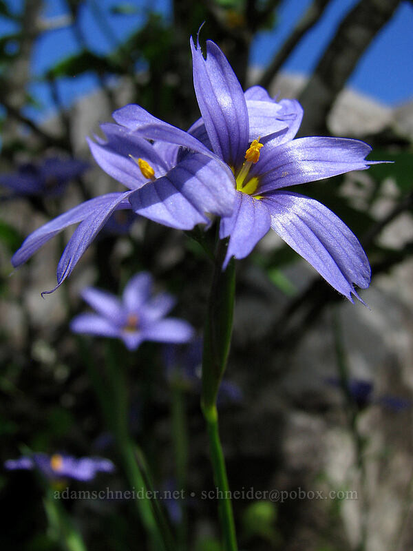 blue-eyed grass (Sisyrinchium idahoense) [Angel's Rest, Columbia River Gorge, Multnomah County, Oregon]