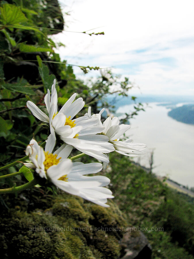 ox-eye daisies (Chrysanthemum leucanthemum (Leucanthemum vulgare)) [Angel's Rest, Columbia River Gorge, Multnomah County, Oregon]