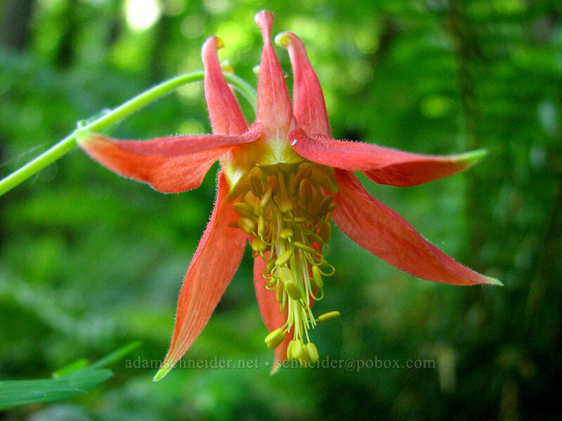 western columbine (Aquilegia formosa) [Elowah Falls Trail, John B. Yeon State Park, Multnomah County, Oregon]