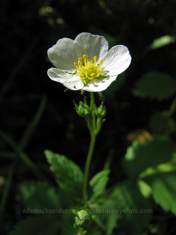 wild strawberry (Fragaria vesca) [Elowah Falls Trail, John B. Yeon State Park, Multnomah County, Oregon]