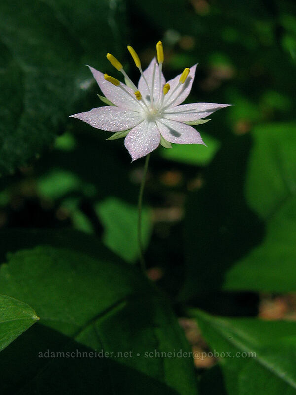 Pacific starflower (Lysimachia latifolia (Trientalis borealis ssp. latifolia)) [Elowah Falls Trail, John B. Yeon State Park, Multnomah County, Oregon]