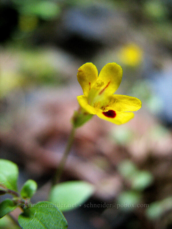 chickweed monkeyflower (Erythranthe alsinoides (Mimulus alsinoides)) [Elowah Falls, John B. Yeon State Park, Multnomah County, Oregon]