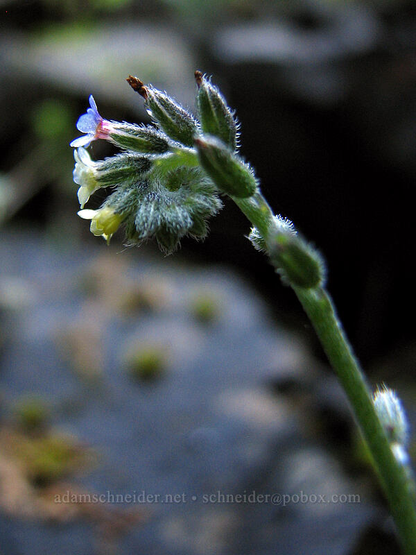 changing forget-me-not (Myosotis discolor) [Elowah Falls, John B. Yeon State Park, Multnomah County, Oregon]