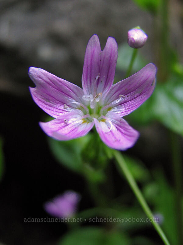 candy flower (Claytonia sibirica (Montia sibirica)) [Elowah Falls, John B. Yeon State Park, Multnomah County, Oregon]