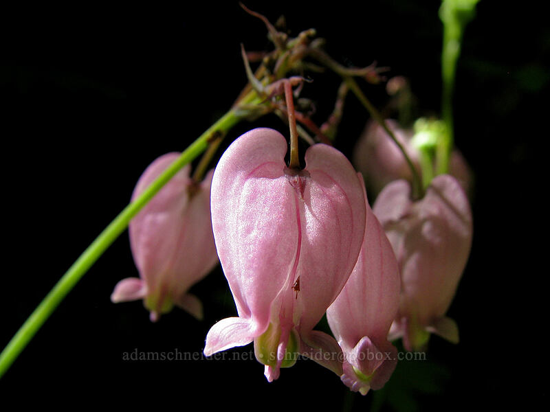 western bleeding-hearts (Dicentra formosa) [Elowah Falls Trail, John B. Yeon State Park, Multnomah County, Oregon]