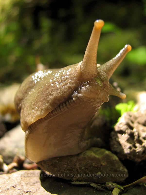 banana slug (Ariolimax columbianus) [Elowah Falls Trail, John B. Yeon State Park, Multnomah County, Oregon]