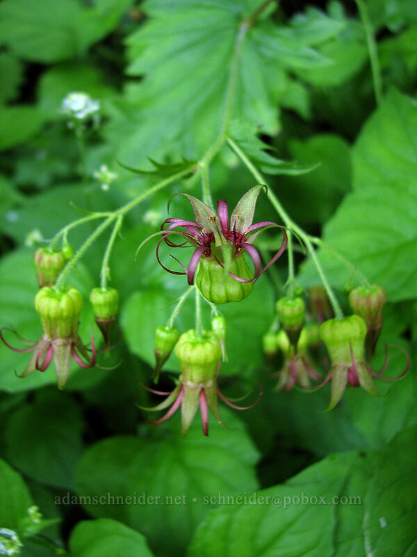 Oregon bolandra (northern false coolwort) (Bolandra oregana) [Upper McCord Creek Falls Trail, John B. Yeon State Park, Multnomah County, Oregon]