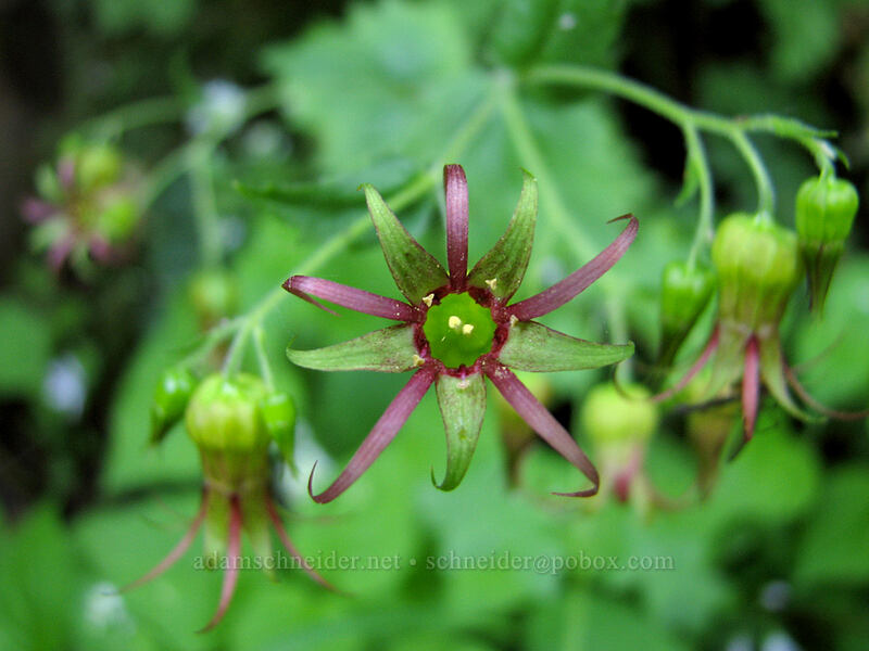 Oregon bolandra (northern false coolwort) (Bolandra oregana) [Upper McCord Creek Falls Trail, John B. Yeon State Park, Multnomah County, Oregon]