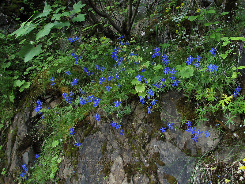 Columbia Gorge larkspur (Delphinium basalticum (Delphinium glareosum)) [Upper McCord Creek Falls Trail, John B. Yeon State Park, Multnomah County, Oregon]