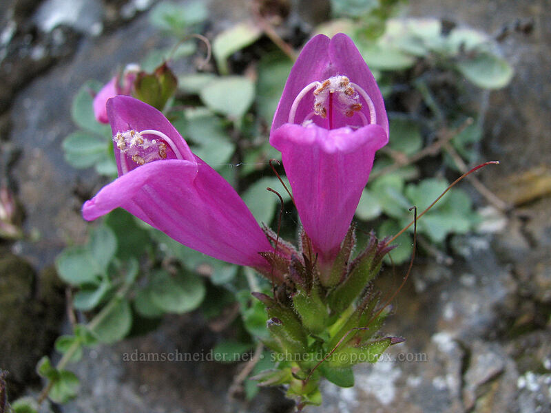 cliff penstemon (Penstemon rupicola) [Upper McCord Creek Falls Trail, John B. Yeon State Park, Multnomah County, Oregon]