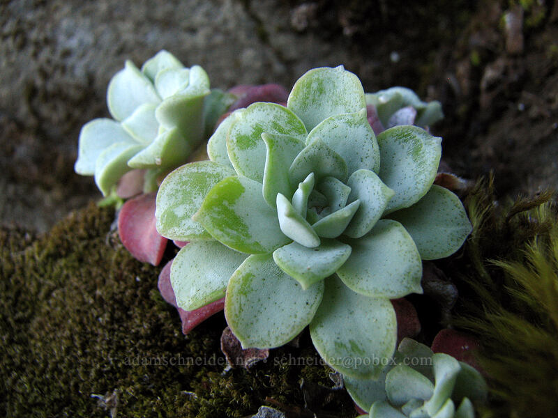 broadleaf stonecrop (Sedum spathulifolium) [Upper McCord Creek Falls Trail, John B. Yeon State Park, Multnomah County, Oregon]