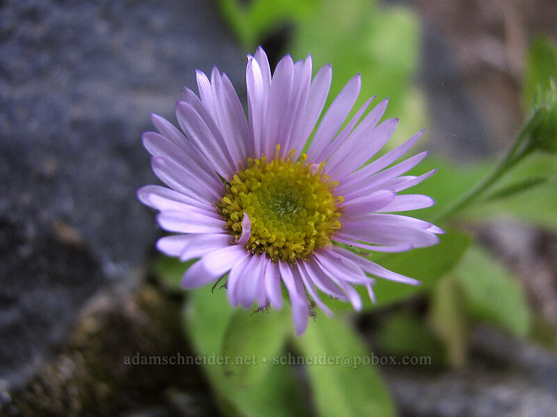 Columbia Gorge daisy/fleabane (Erigeron oreganus) [Upper McCord Creek Falls Trail, John B. Yeon State Park, Multnomah County, Oregon]